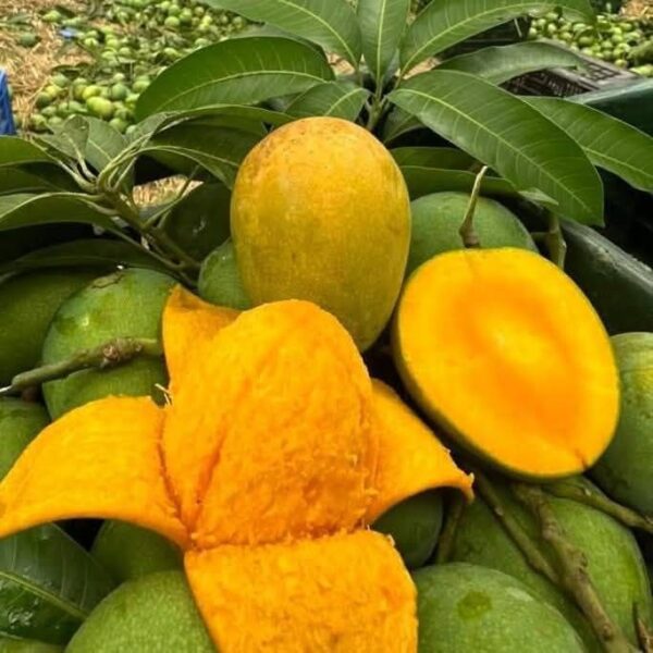 Fresh Gopalvog Mango from Rajshahi