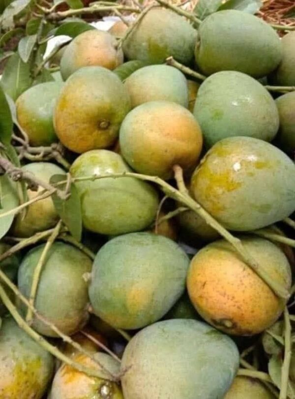 Gopalvog Mango - Image 2