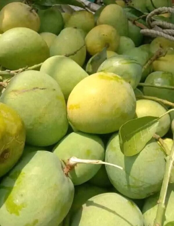 Gopalvog Mango - Image 3